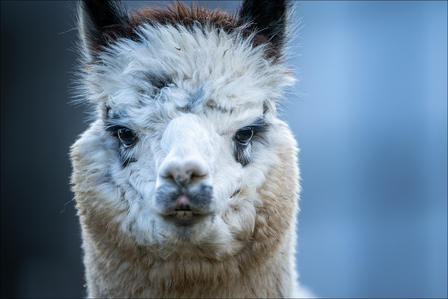 alpaca, alpaka