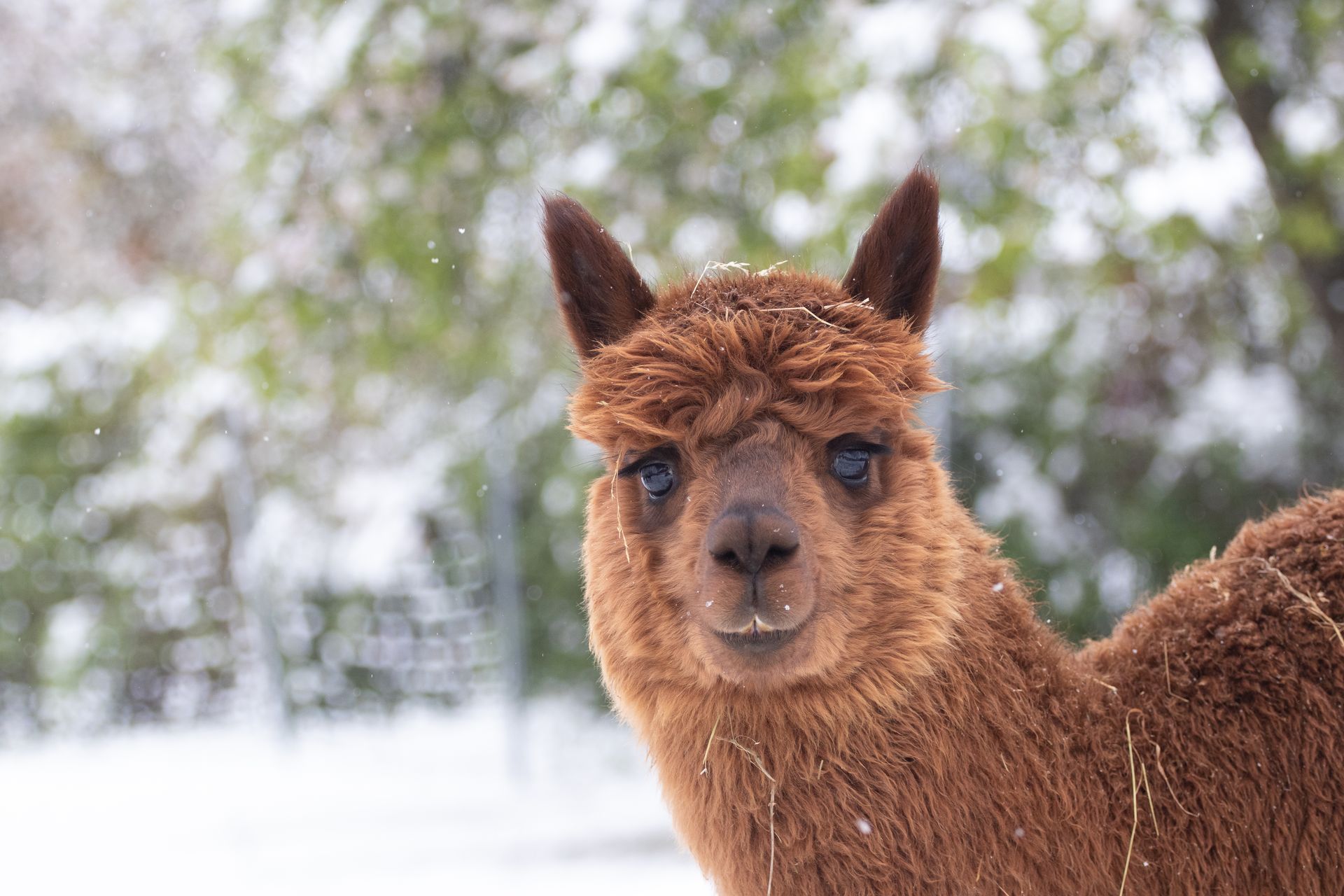 alpaca, alpaka